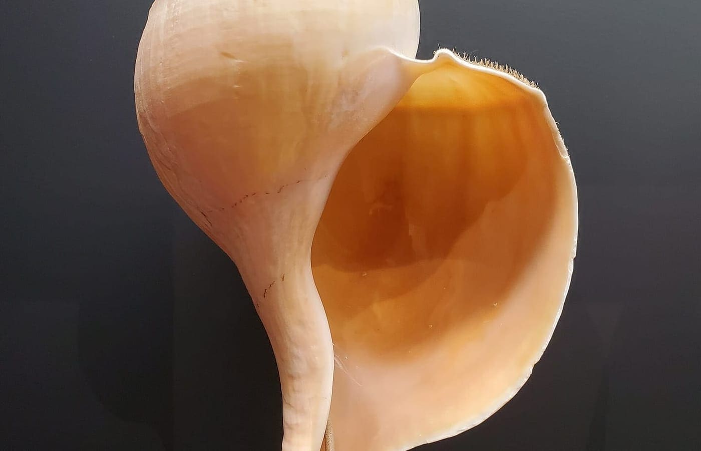 Shell collecting — Ocean City, Maryland