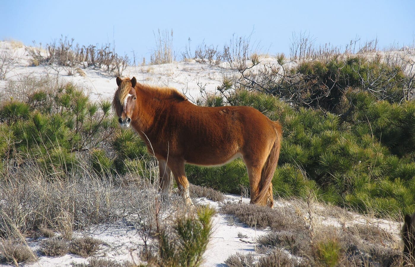 Ocean City Chincoteague Day Trip