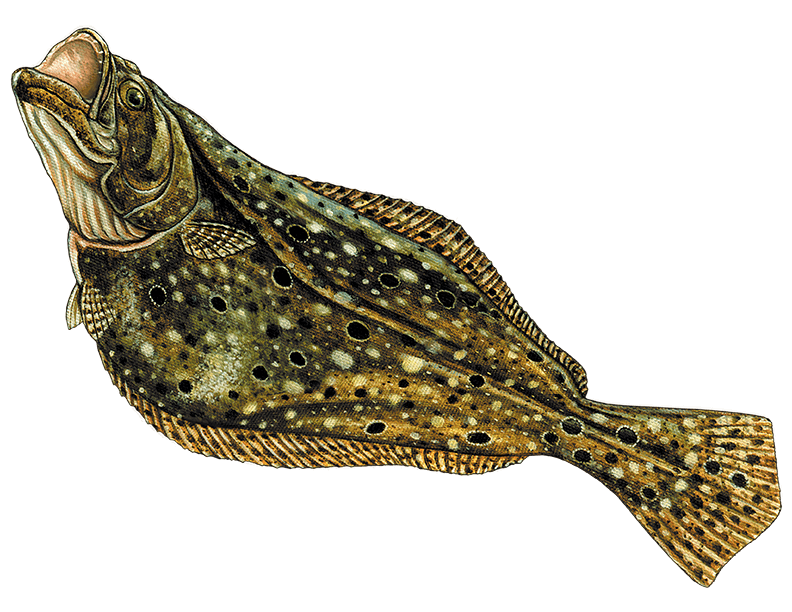 Summer flounder illustration and Ocean City bay fishing graphic
