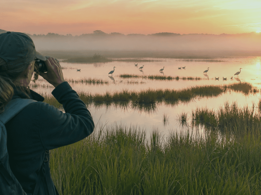 Assateague birding hour before the ponies steal the show — supporting Beach Blog photo, Ocean City, Maryland