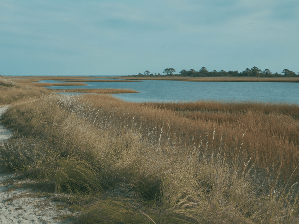 Assateague in fall: migration mornings, thinner parking lots, and wildlife that sets the schedule — supporting Beach Blog photo, Ocean City, Maryland