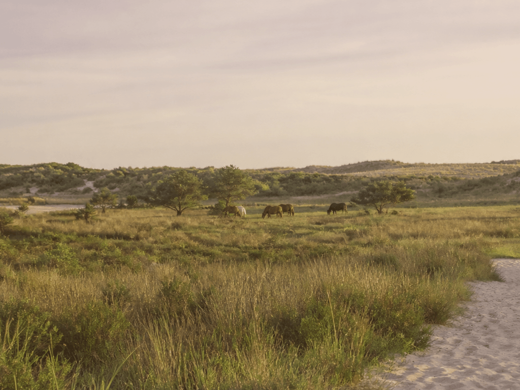 Assateague in spring: wild horses, quieter trails, and a softer island day from Ocean City — supporting Beach Blog photo, Ocean City, Maryland