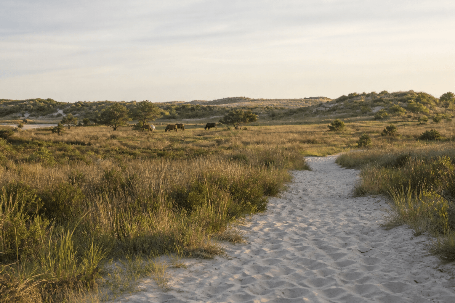 Spring light over Assateague dunes and marsh near Ocean City with wild-horse habitat in the distance — Beach Blog photo, Ocean City, Maryland