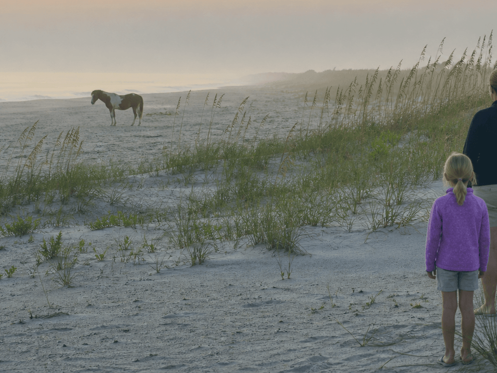 assateague wildlife distance guide — supporting Beach Blog photo, Ocean City, Maryland