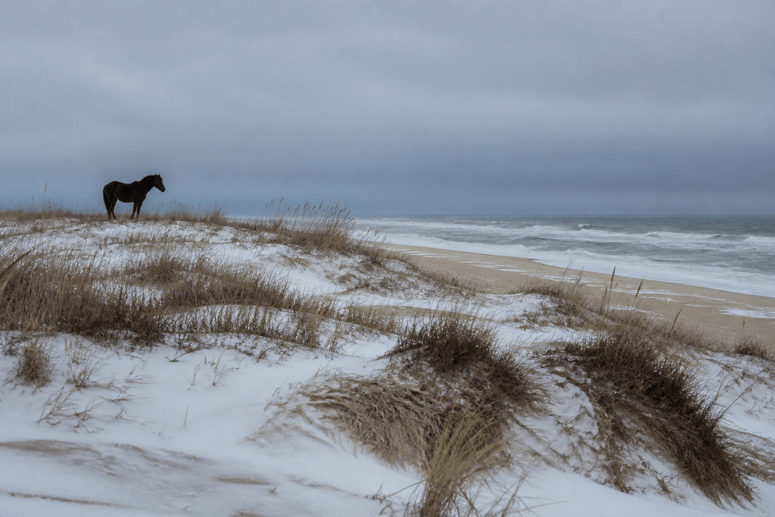 Assateague Island in winter near Ocean City: windswept dunes, cold ocean light, and quiet wildlife habitat — Beach Blog photo