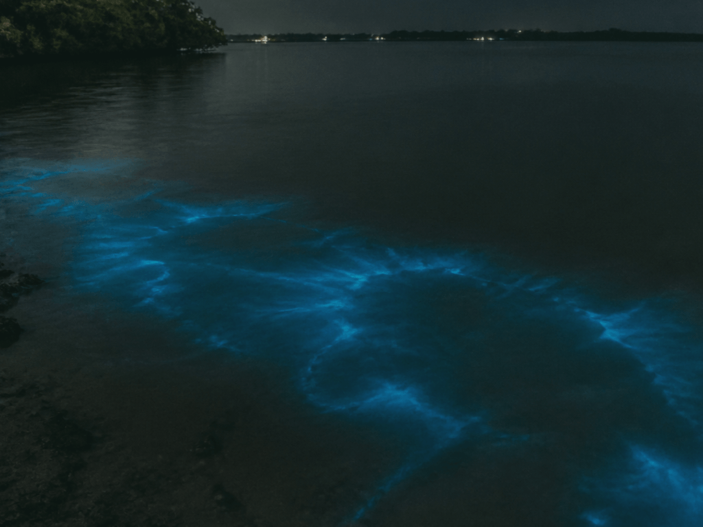 Bioluminescence hope vs hype: bay night magic you cannot schedule — supporting Beach Blog photo, Ocean City, Maryland