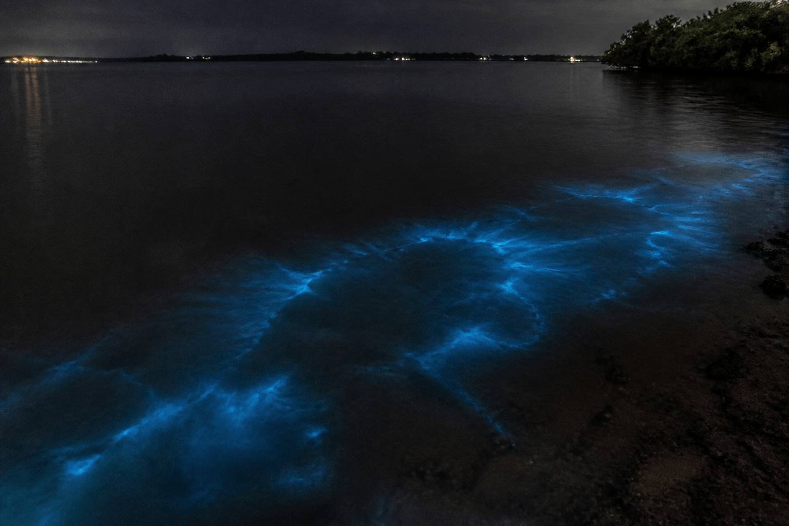 Bioluminescence hope vs hype: bay night magic you cannot schedule — Beach Blog photo, Ocean City, Maryland