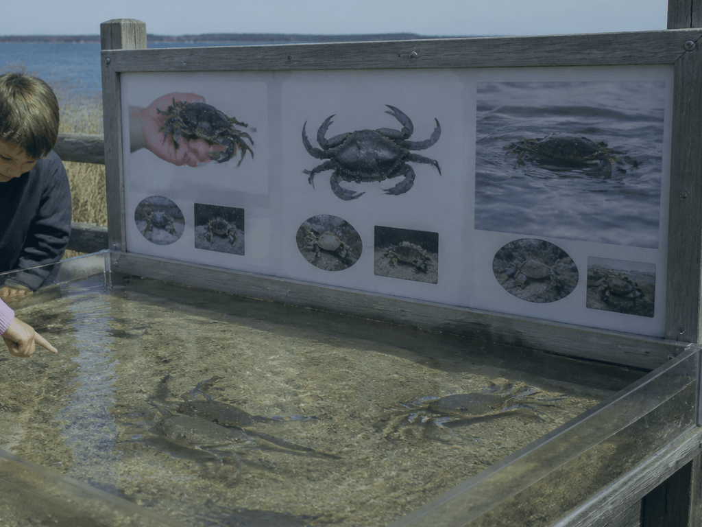Blue crab shedding season curiosity: soft shells, hard rules, watch-and-learn — supporting Beach Blog photo, Ocean City, Maryland