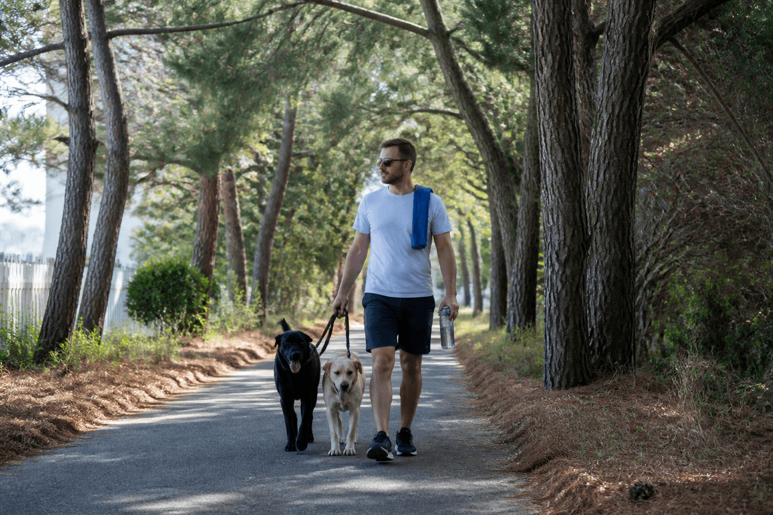 Cool towel for dog walks: shade still wins — Beach Blog photo, Ocean City, Maryland