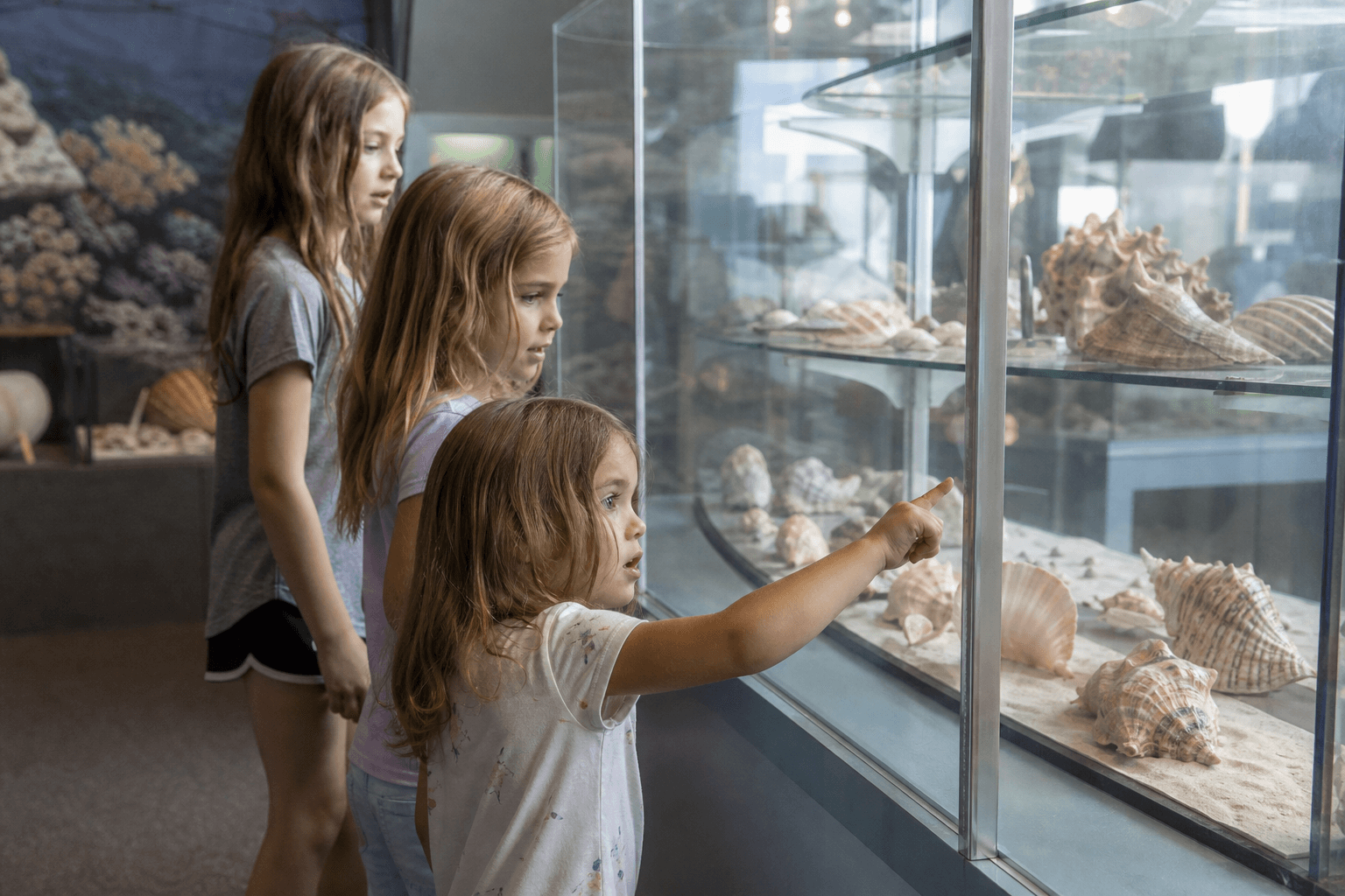 Cousin week: shell museum and quiet wins — Beach Blog photo, Ocean City, Maryland