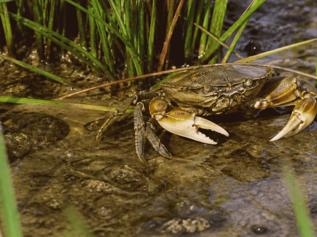 Crustacean spotting beyond dinner: crabs and cousins as wildlife, not menu — supporting Beach Blog photo, Ocean City, Maryland
