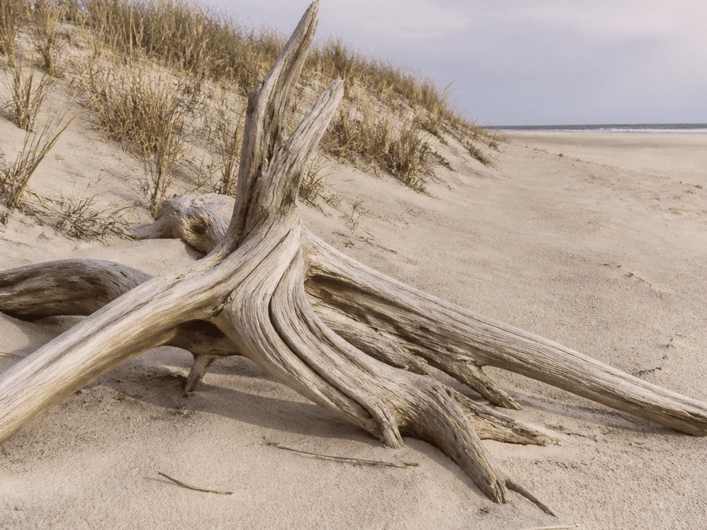 Driftwood: photo it, don't haul the whole log — supporting Beach Blog photo, Ocean City, Maryland