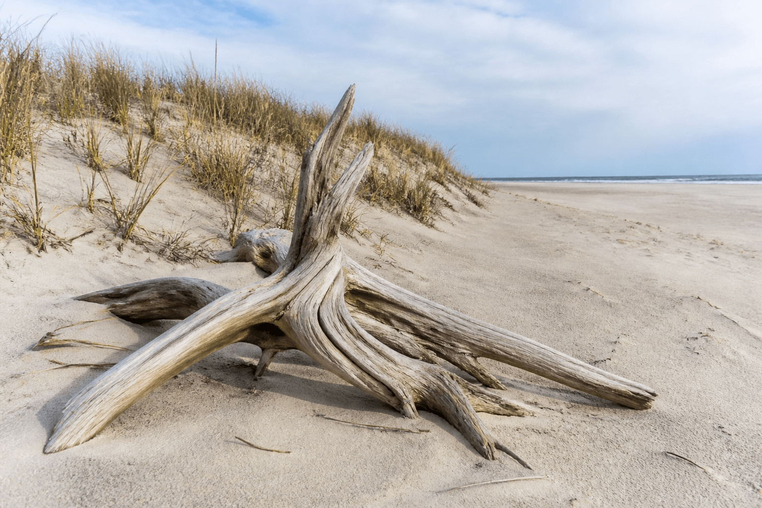 Driftwood: photo it, don't haul the whole log — Beach Blog photo, Ocean City, Maryland