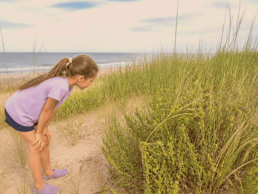 Dune plants and why we do not pick: a kid nature rule that sticks — supporting Beach Blog photo, Ocean City, Maryland