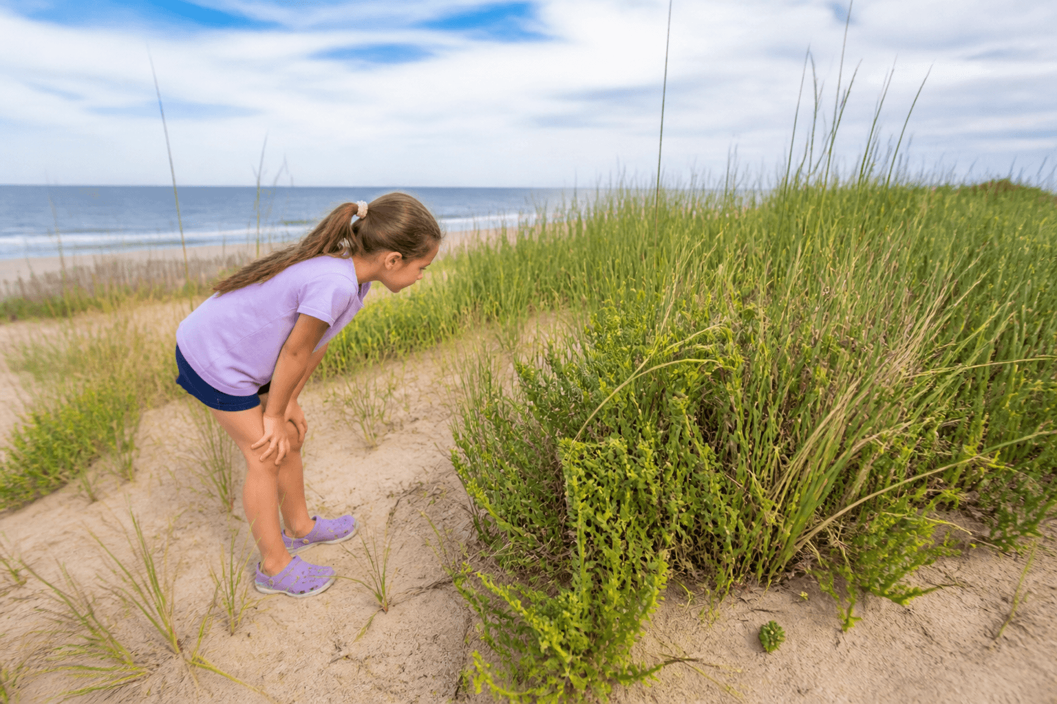 Dune plants and why we do not pick: a kid nature rule that sticks — Beach Blog photo, Ocean City, Maryland