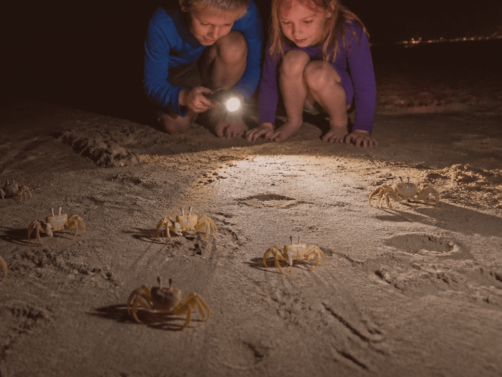 Ghost crab night walk with kids: red light, soft steps, no capture contests — supporting Beach Blog photo, Ocean City, Maryland