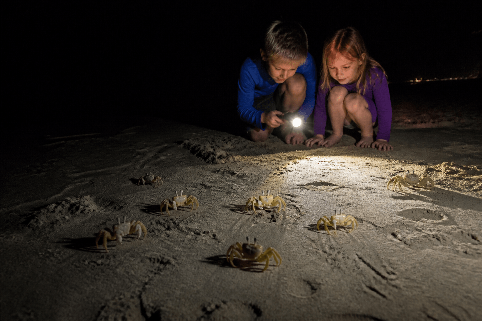 Ghost crab night walk with kids: red light, soft steps, no capture contests — Beach Blog photo, Ocean City, Maryland