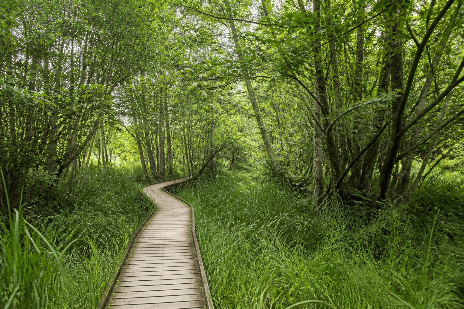 Isle of Wight nature hour from OC: short wild, big exhale — Beach Blog photo, Ocean City, Maryland