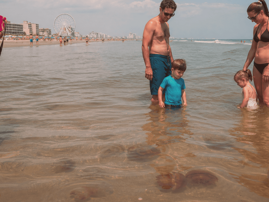 Jellyfish and sea nettle week: swim smart without canceling the ocean — supporting Beach Blog photo, Ocean City, Maryland