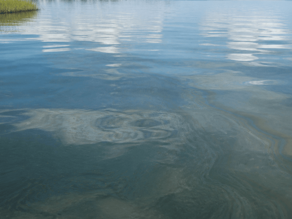 menhaden oil slick smell truth — supporting Beach Blog photo, Ocean City, Maryland