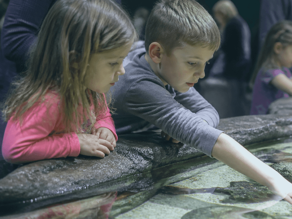 Aquarium touch-tank kid pacing: wonder first, exit before meltdown — supporting Beach Blog photo, Ocean City, Maryland
