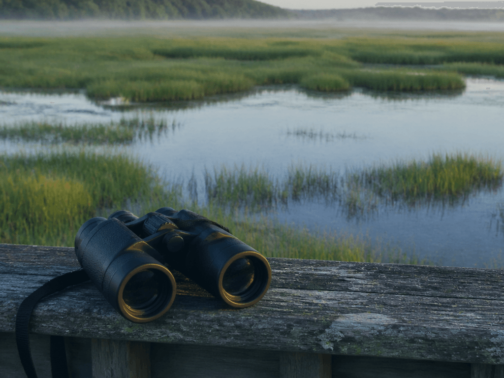 Ocean City to Assateague binoculars pack plan: bring the view closer — supporting Beach Blog photo, Ocean City, Maryland