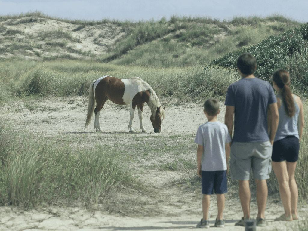 Assateague horse watching with distance — supporting Beach Blog photo, Ocean City, Maryland