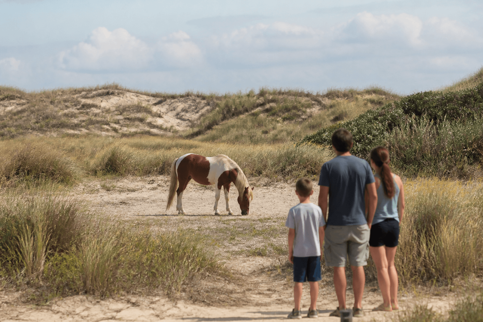 Assateague horse watching with distance — Beach Blog photo, Ocean City, Maryland