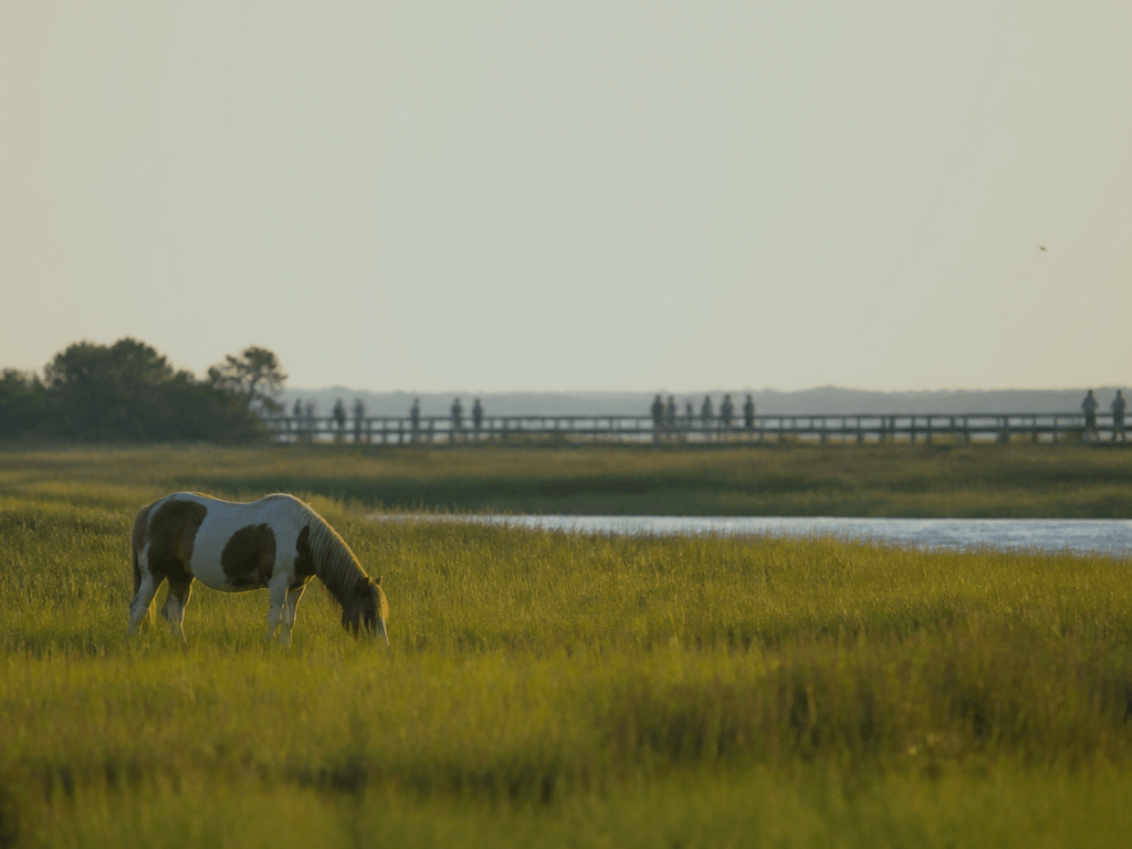 Ocean City to Assateague wildlife distance plan: give every animal room — supporting Beach Blog photo, Ocean City, Maryland