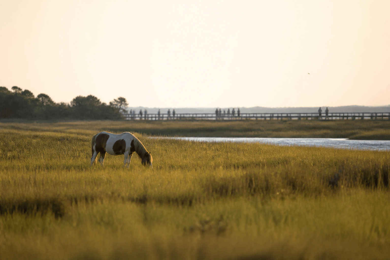 Ocean City to Assateague wildlife distance plan: give every animal room — Beach Blog photo, Ocean City, Maryland