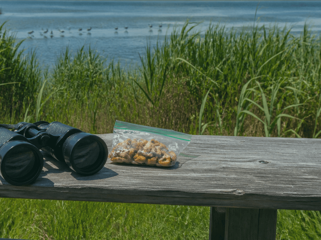 Ocean City bay birding snack break: watch quietly — supporting Beach Blog photo, Ocean City, Maryland