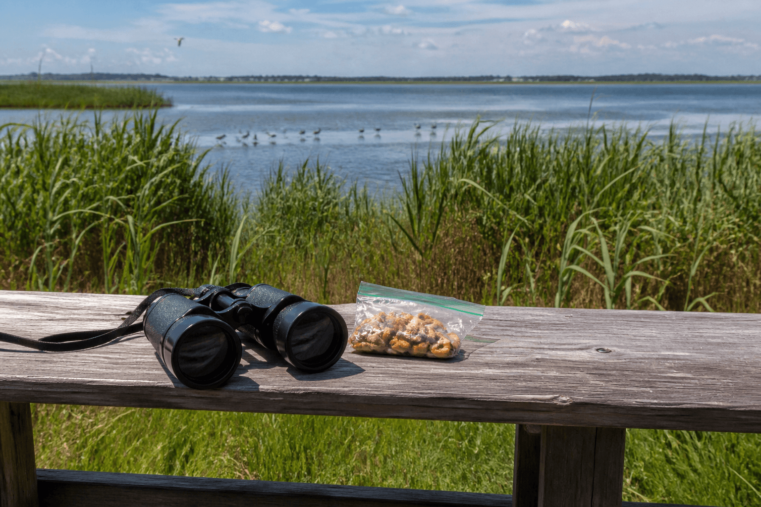 Ocean City bay birding snack break: watch quietly — Beach Blog photo, Ocean City, Maryland