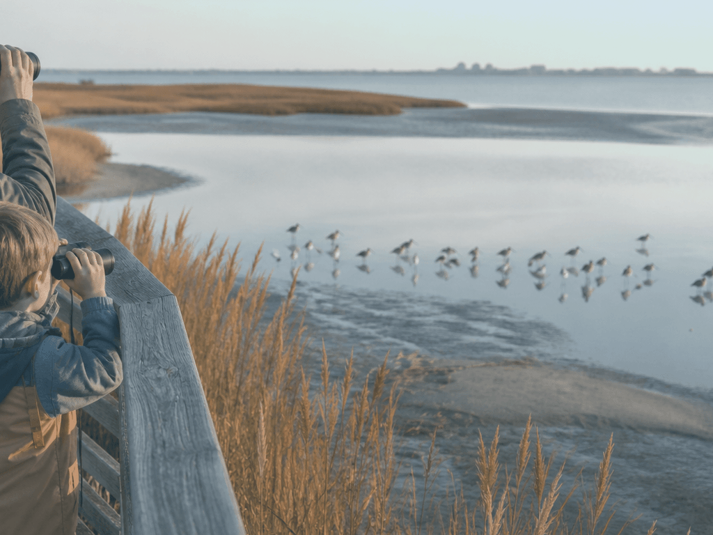 An easy bay-side bird walk in Ocean City for beginner families — supporting Beach Blog photo, Ocean City, Maryland