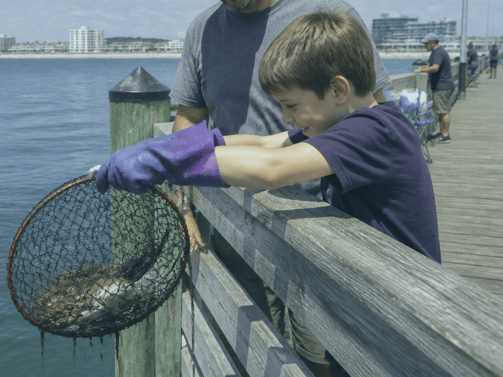 Ocean City first-time crabbing glove plan: give small hands a safer job — supporting Beach Blog photo, Ocean City, Maryland