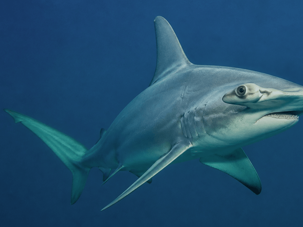 Hammerheads off Ocean City: strange head, summer angler talk, open-water preference — supporting Beach Blog photo, Ocean City, Maryland