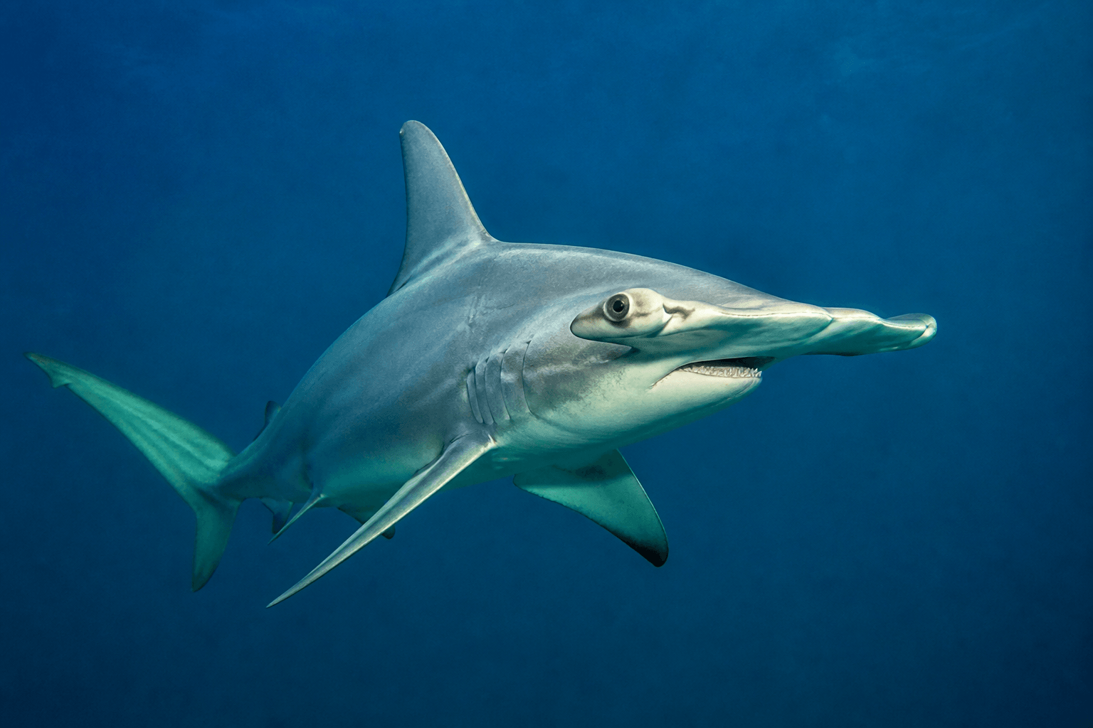 Hammerheads off Ocean City: strange head, summer angler talk, open-water preference — Beach Blog photo, Ocean City, Maryland