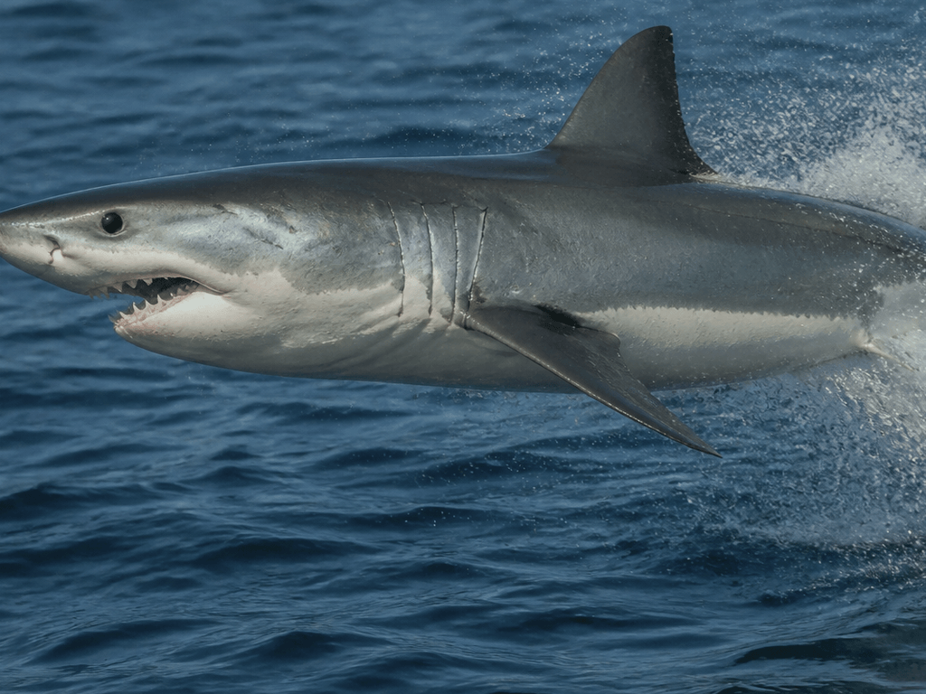 Atlantic mako off Ocean City: offshore speed, leaps, and why beach weeks are not mako weeks — supporting Beach Blog photo, Ocean City, Maryland