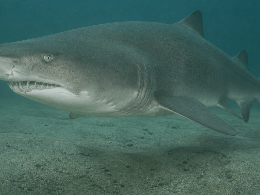 Sand tiger sharks in local bays: toothy looks, bottom habits, summer timing — supporting Beach Blog photo, Ocean City, Maryland