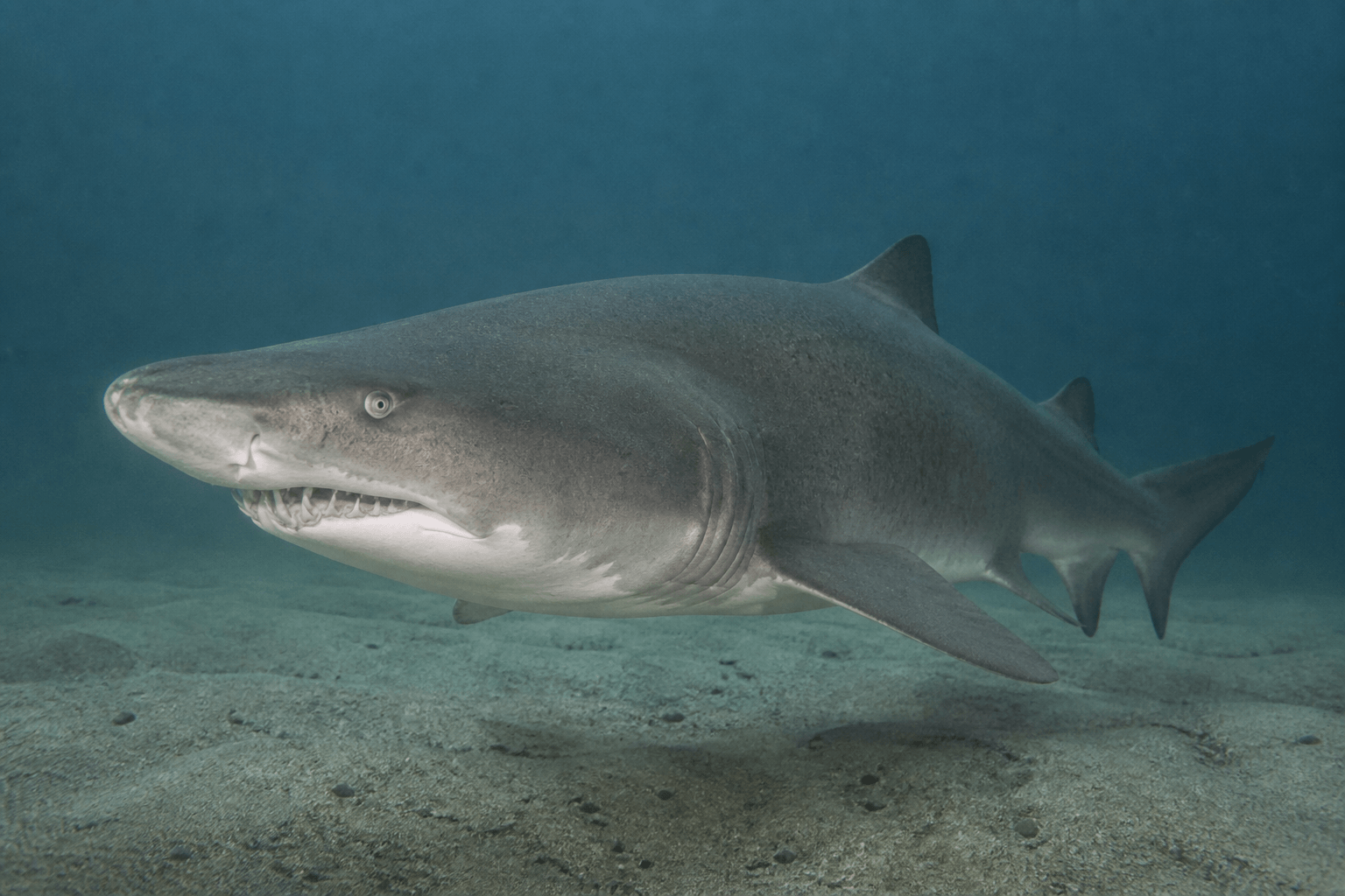 Sand tiger sharks in local bays: toothy looks, bottom habits, summer timing — Beach Blog photo, Ocean City, Maryland