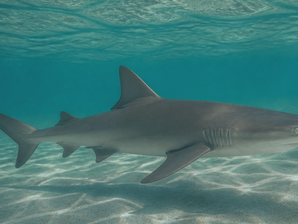 Sandbar sharks on the Mid-Atlantic commute: May–September context for Ocean City weeks — supporting Beach Blog photo, Ocean City, Maryland