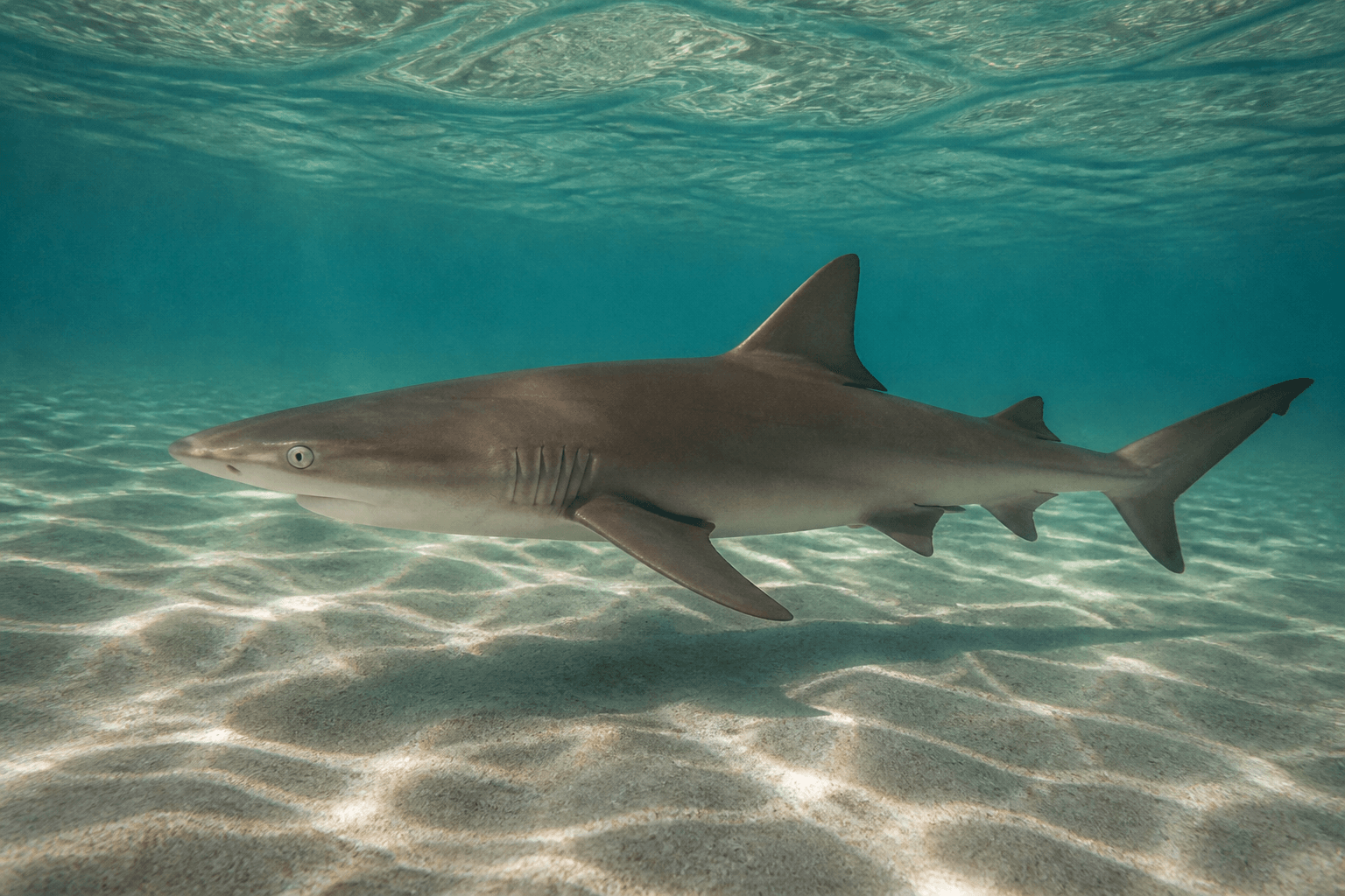 Sandbar sharks on the Mid-Atlantic commute: May–September context for Ocean City weeks — Beach Blog photo, Ocean City, Maryland