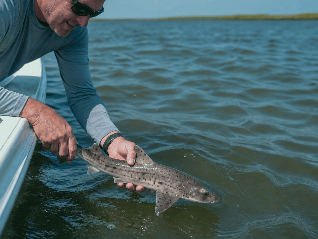 Smooth dogfish in summer bays: the shark Ocean City anglers meet most — supporting Beach Blog photo, Ocean City, Maryland