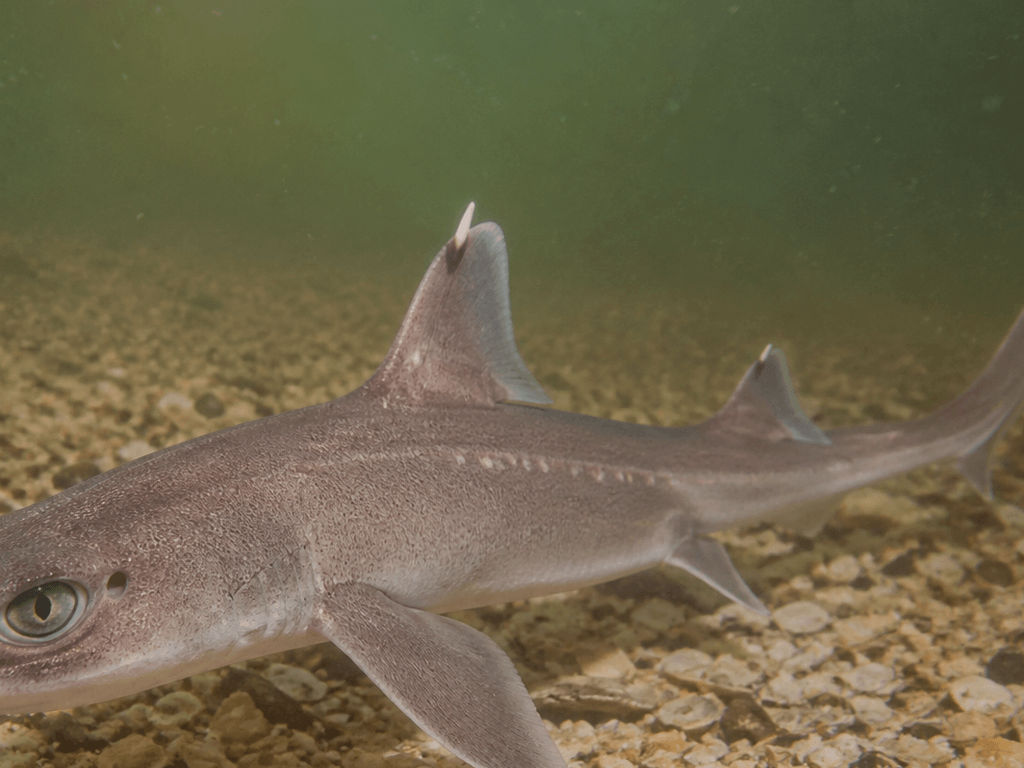 Spiny dogfish off Ocean City: small shark, real spines, zero dock swagger — supporting Beach Blog photo, Ocean City, Maryland