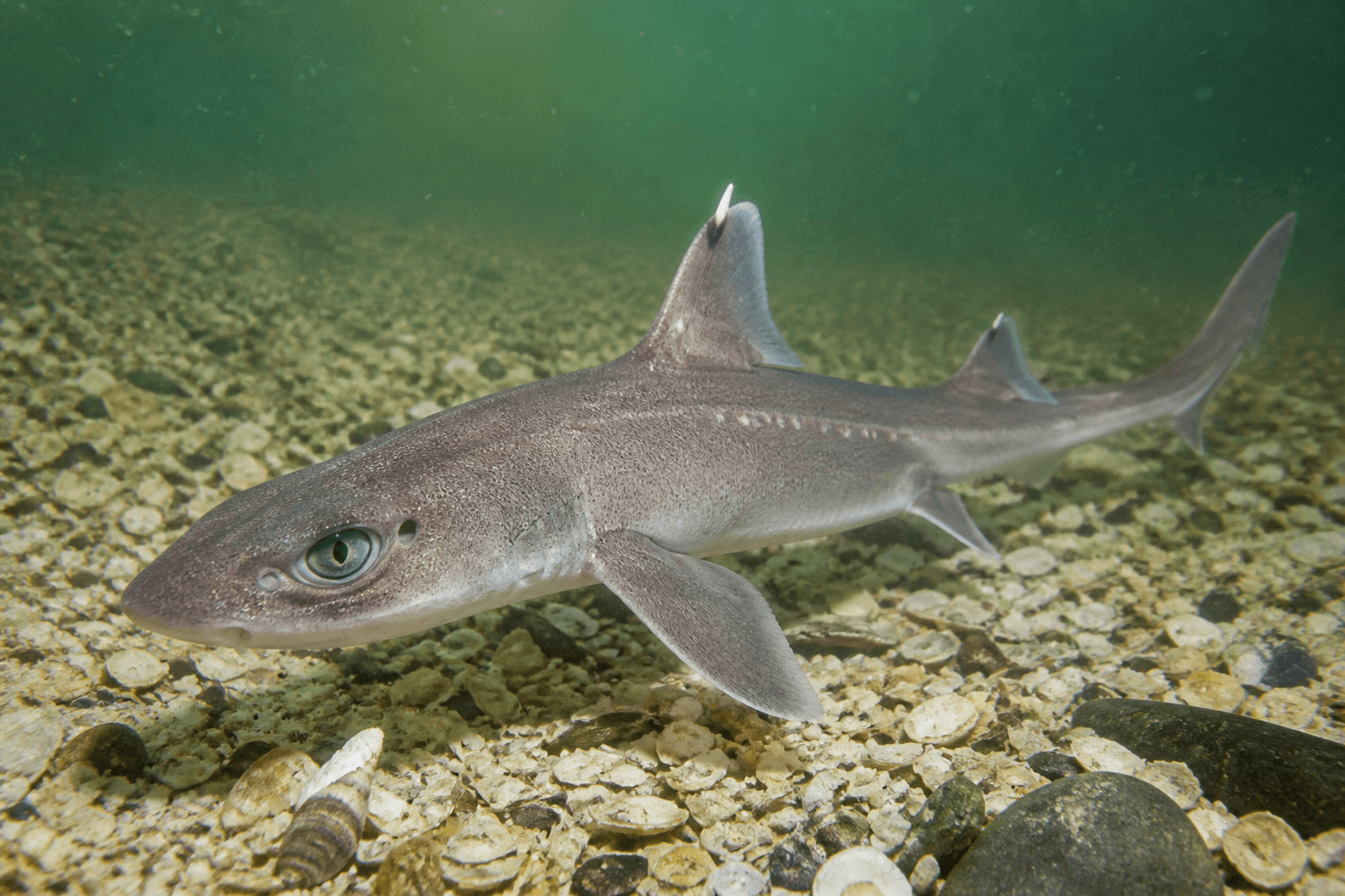 Spiny dogfish off Ocean City: small shark, real spines, zero dock swagger — Beach Blog photo, Ocean City, Maryland