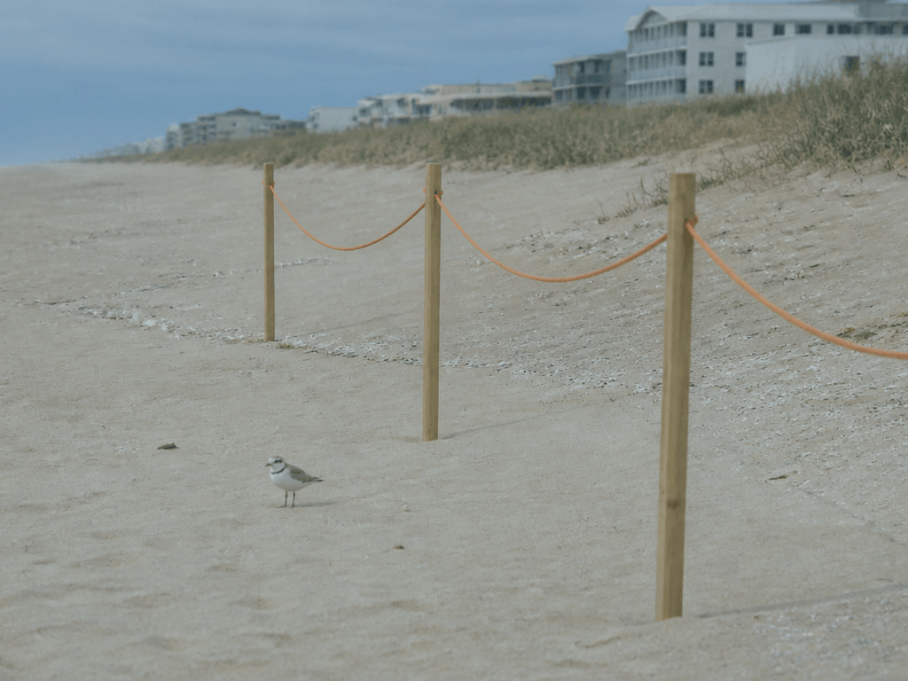 Piping plover and nesting rope respect: the beach share agreement — supporting Beach Blog photo, Ocean City, Maryland