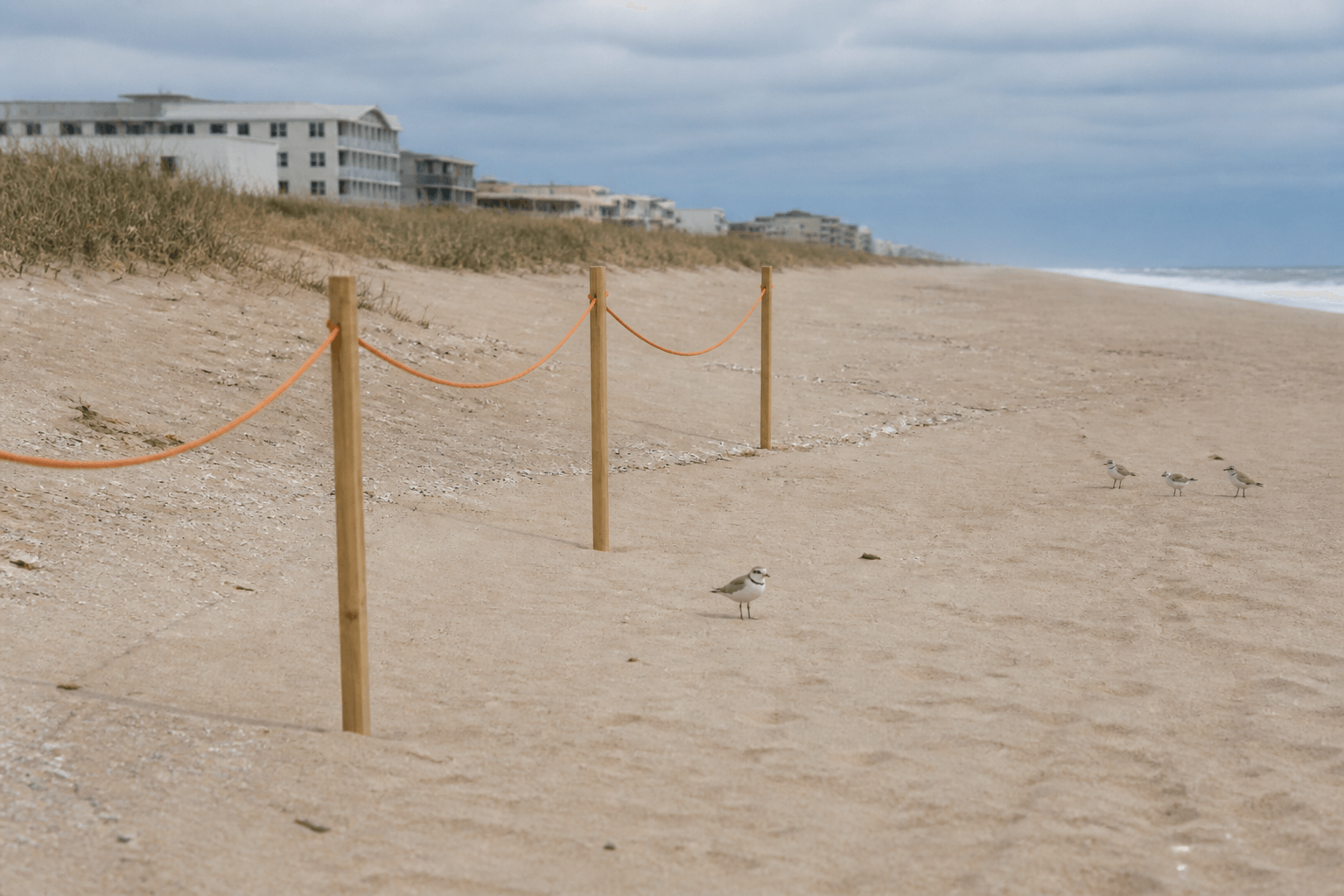 Piping plover and nesting rope respect: the beach share agreement — Beach Blog photo, Ocean City, Maryland
