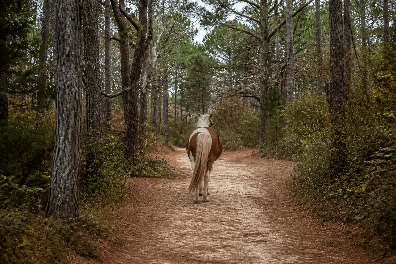 Poison ivy edges: learn the look before the itch — Beach Blog photo, Ocean City, Maryland
