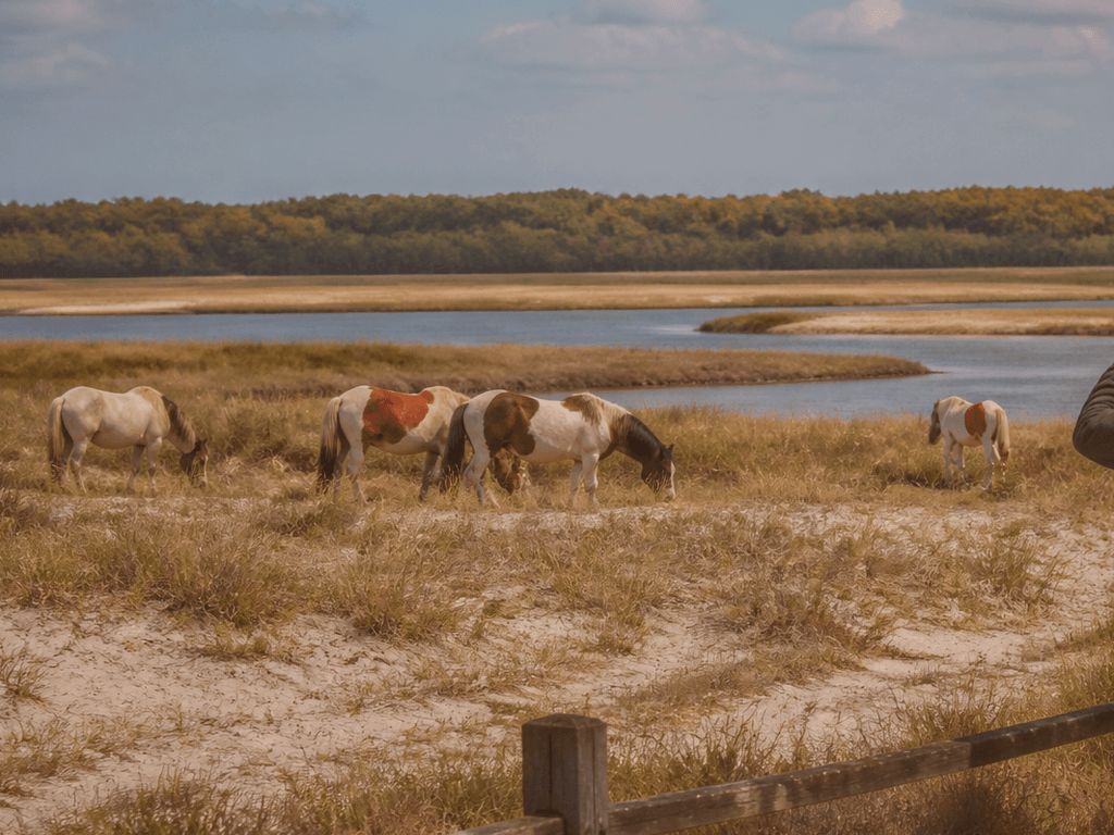 Pony ethics on Assateague: wonder with distance, not a selfie chase — supporting Beach Blog photo, Ocean City, Maryland