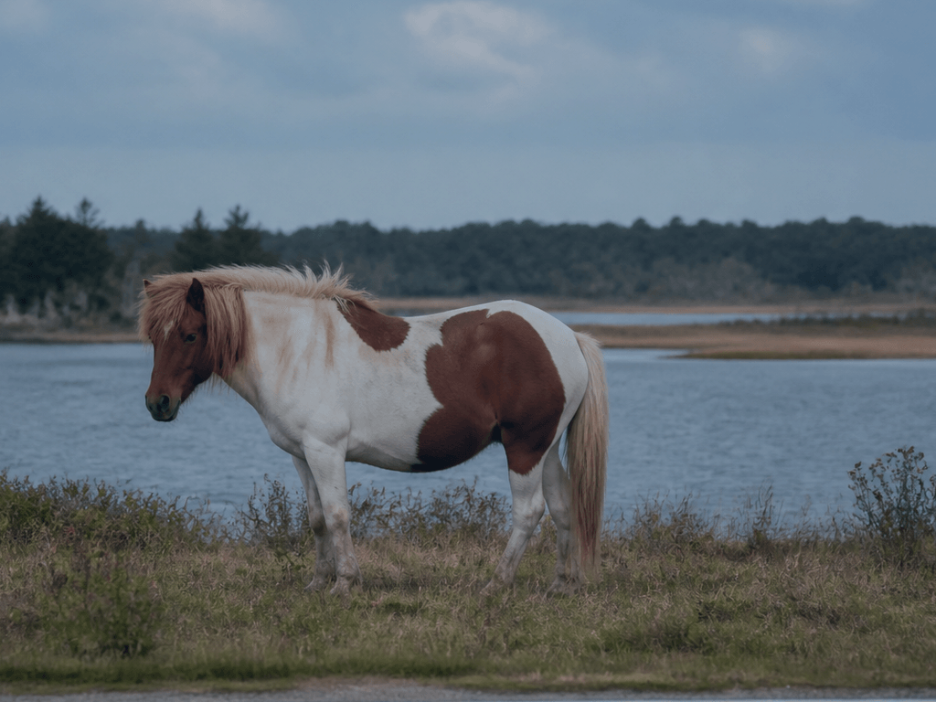 Pony viewing pullouts: patience over chase — supporting Beach Blog photo, Ocean City, Maryland