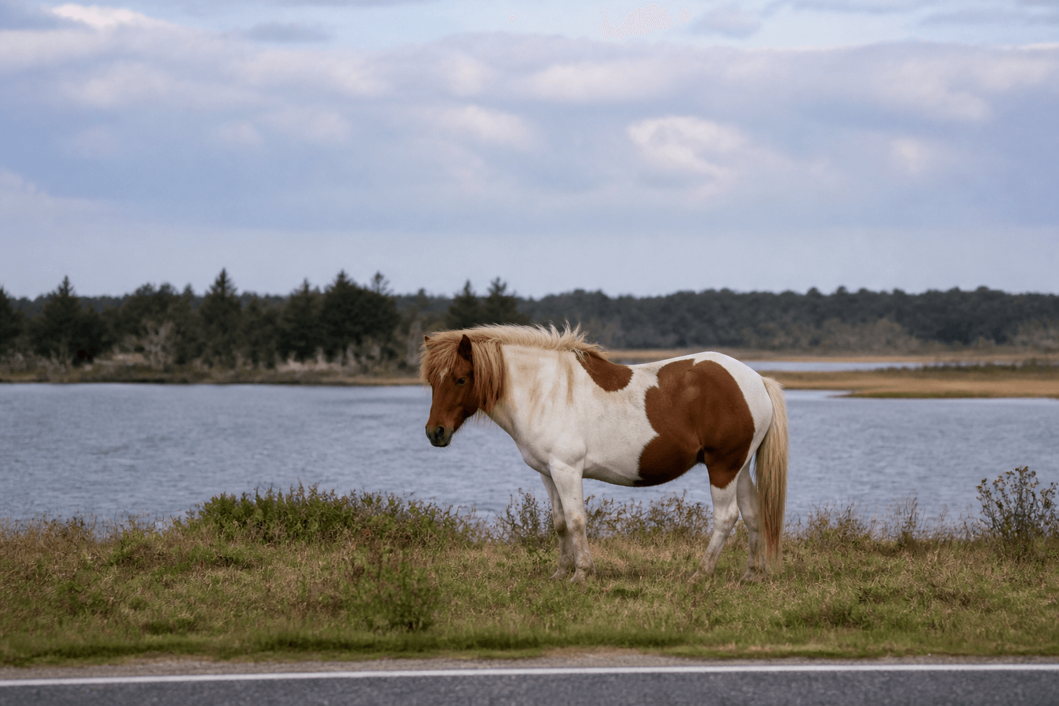 Pony viewing pullouts: patience over chase — Beach Blog photo, Ocean City, Maryland